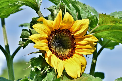 sunflower-4360847__340.jpg