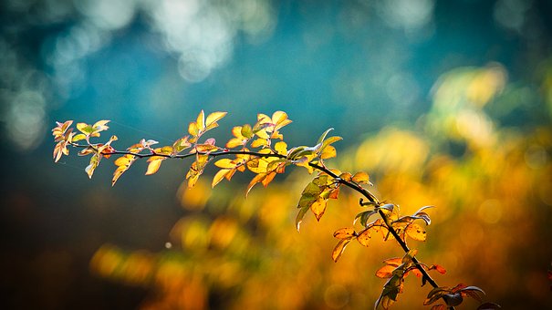 autumn-3846345__340.jpg