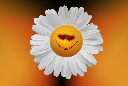 marguerite-74886__340.jpg