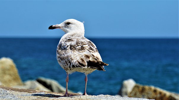 seagull-4263086__340.jpg