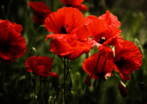 poppy-4287463__340.jpg
