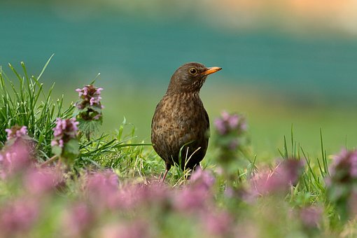 bird-4052010__340.jpg