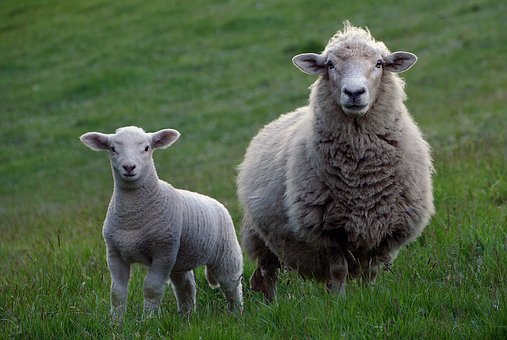 sheep-2625347__340.jpg
