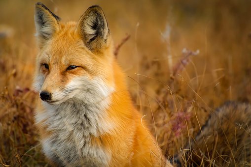 fox-1883658__340.jpg