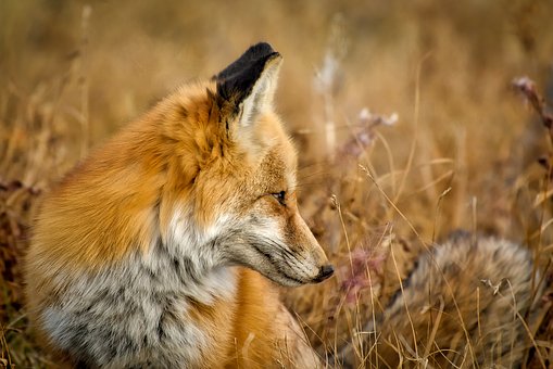 fox-1748640__340.jpg