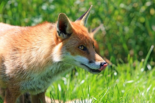 fox-275961__340.jpg