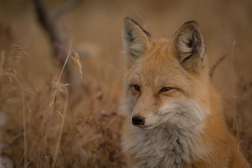 animal-1867277__340.jpg
