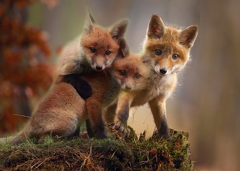 fox-3707653__340.jpg