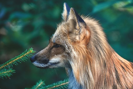 fuchs-3820235__340.jpg