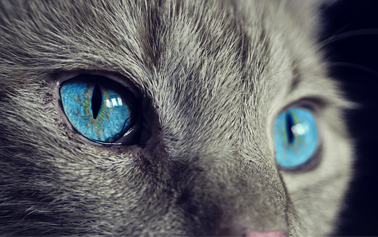 cat-1285634__340.png