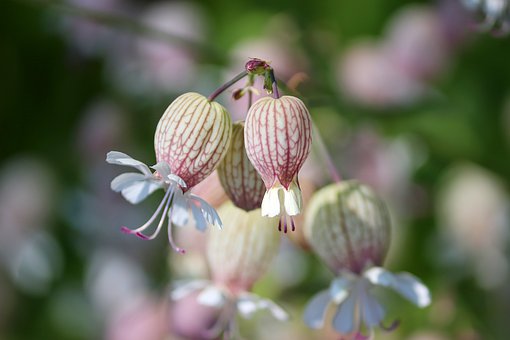 grapes-goiter-campion-4217379__340.jpg
