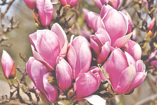 magnolia-4348278__340.jpg