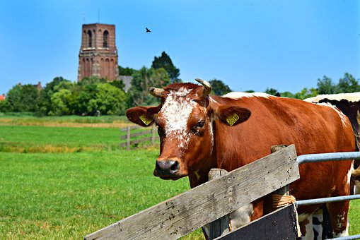 cow-4346253__340.jpg