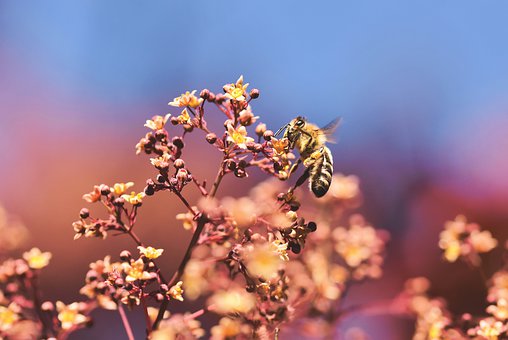 bee-4348333__340.jpg