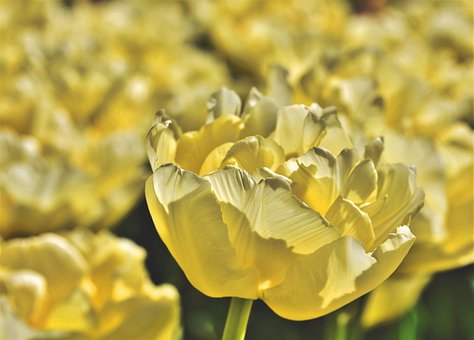 tulip-4348274__340.jpg