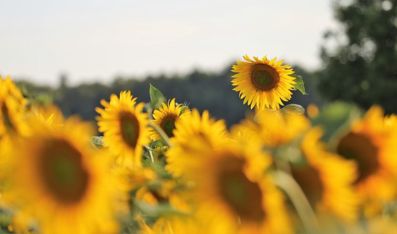 agriculture-4351266__340.jpg