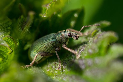 nettle-4348233__340.jpg