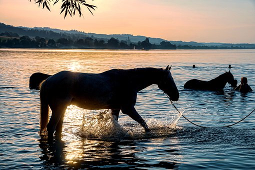 horses-4361207__340 (1).jpg