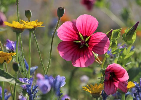 the-petals-4352131__340.jpg
