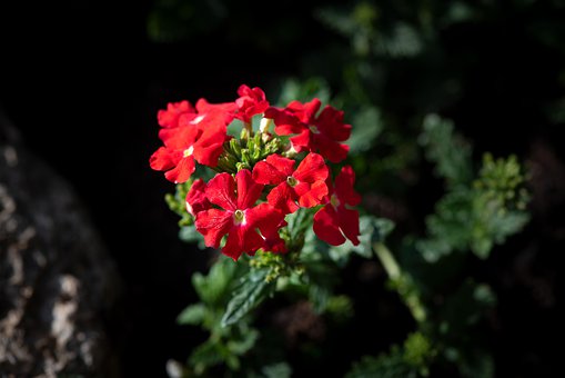 flowers-4357212__340.jpg