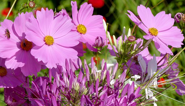 nature-4357065__340.jpg