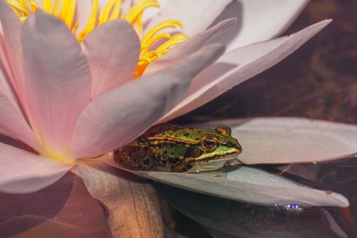 water-lily-4344600__340.jpg