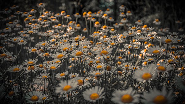 marguerite-4339298__340.jpg