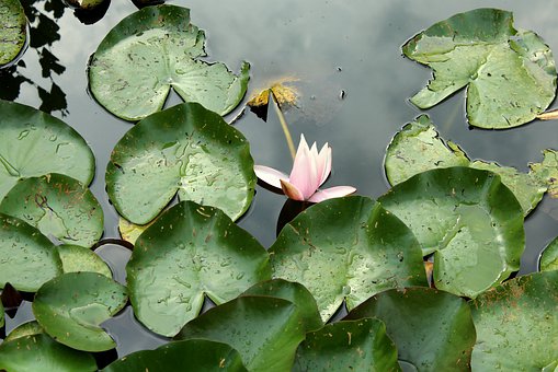 water-lily-4354340__340.jpg