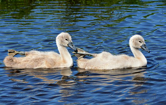 cygnet-4351002__340.jpg