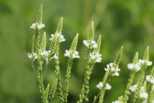 flowers-4341607__340.jpg