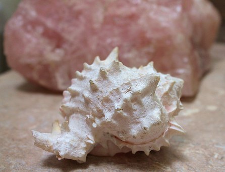 sea-shell-1435774__340.jpg