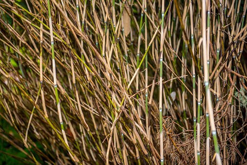 bamboo-1247514__340.jpg