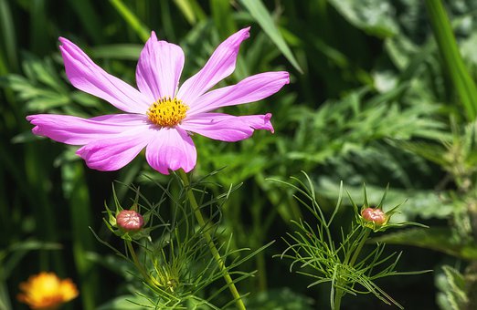 anemone-4363074__340.jpg