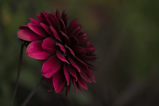 beautiful-1845315__340.jpg
