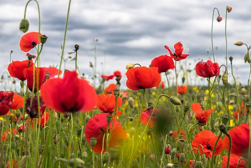poppy-flower-4246241__340.jpg