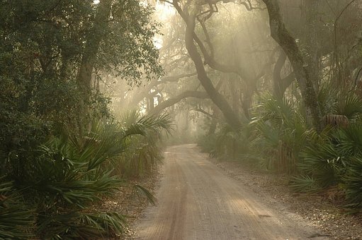 forest-1982443__340.jpg