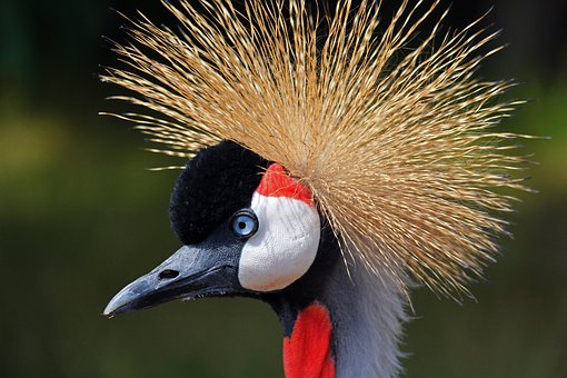 crane-4389916__340.jpg