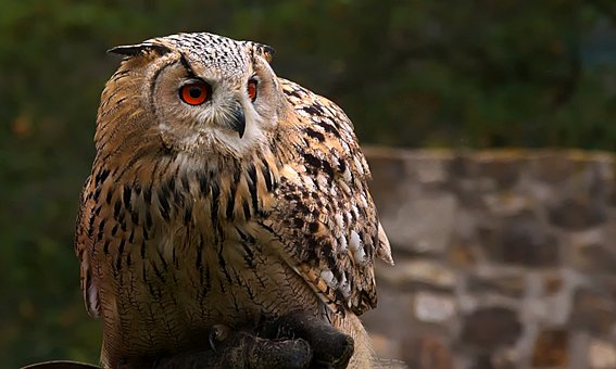 owl-4386509__340.jpg