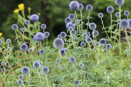 globe-thistle-4384013__340 (1).jpg