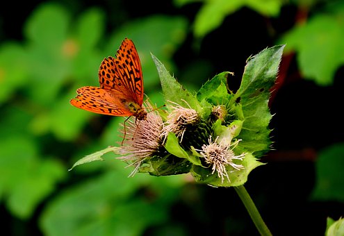 butterfly-4388912__340.jpg