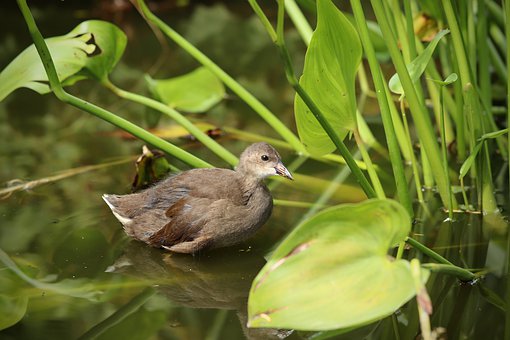 water-bird-4392500__340.jpg