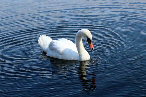 swan-4392335__340.jpg