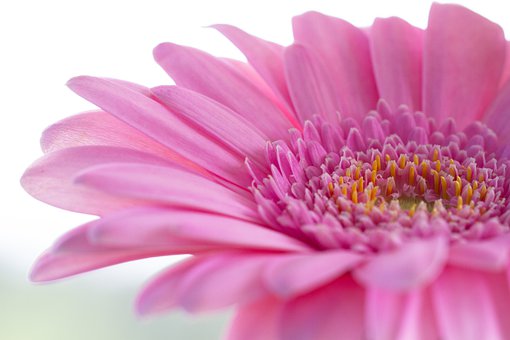 gerbera-4346124__340.jpg