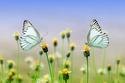 butterfly-1127666__340.jpg