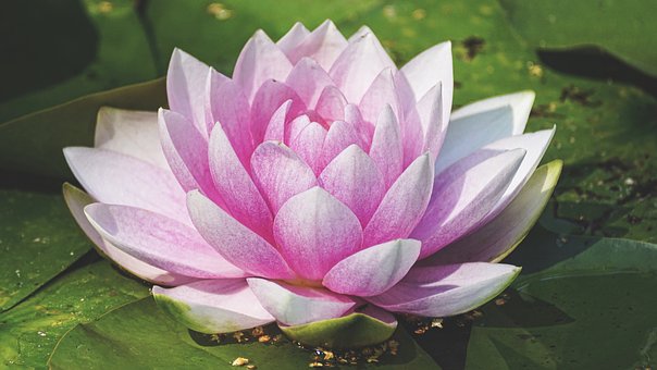 water-lily-3504363__340.jpg