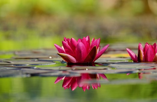 water-lily-1442497__340.jpg