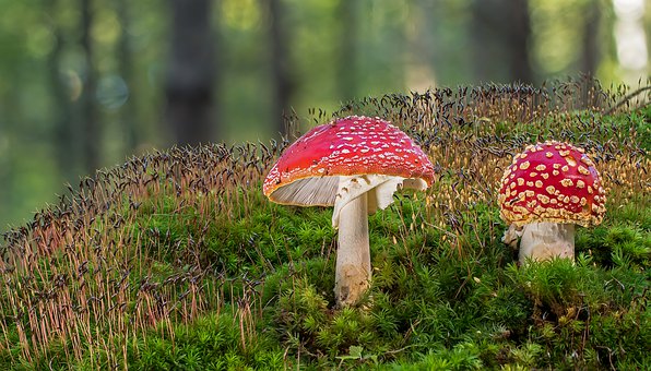 fly-agaric-4542621__340.jpg