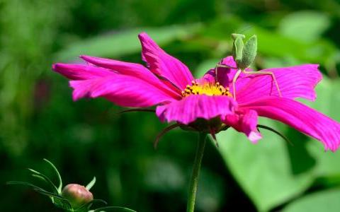 算命小花.jpg
