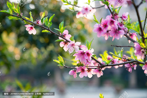 桃花.jpg