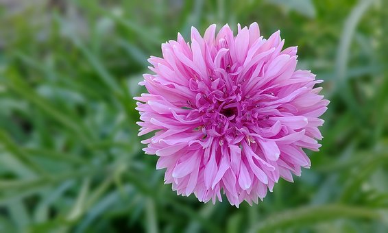 cornflower-3592044__340.jpg